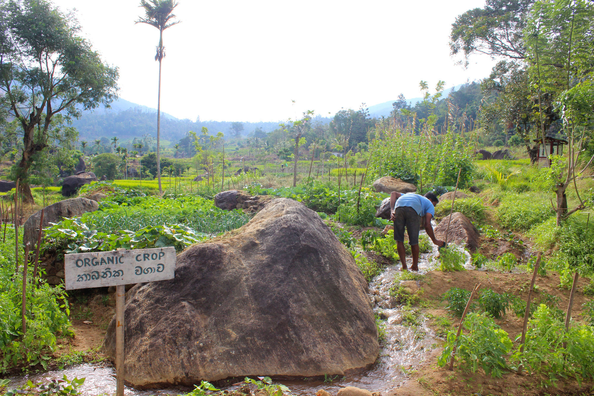 The Glenrock Wellness Nature Resort Belihuloya Bagian luar foto